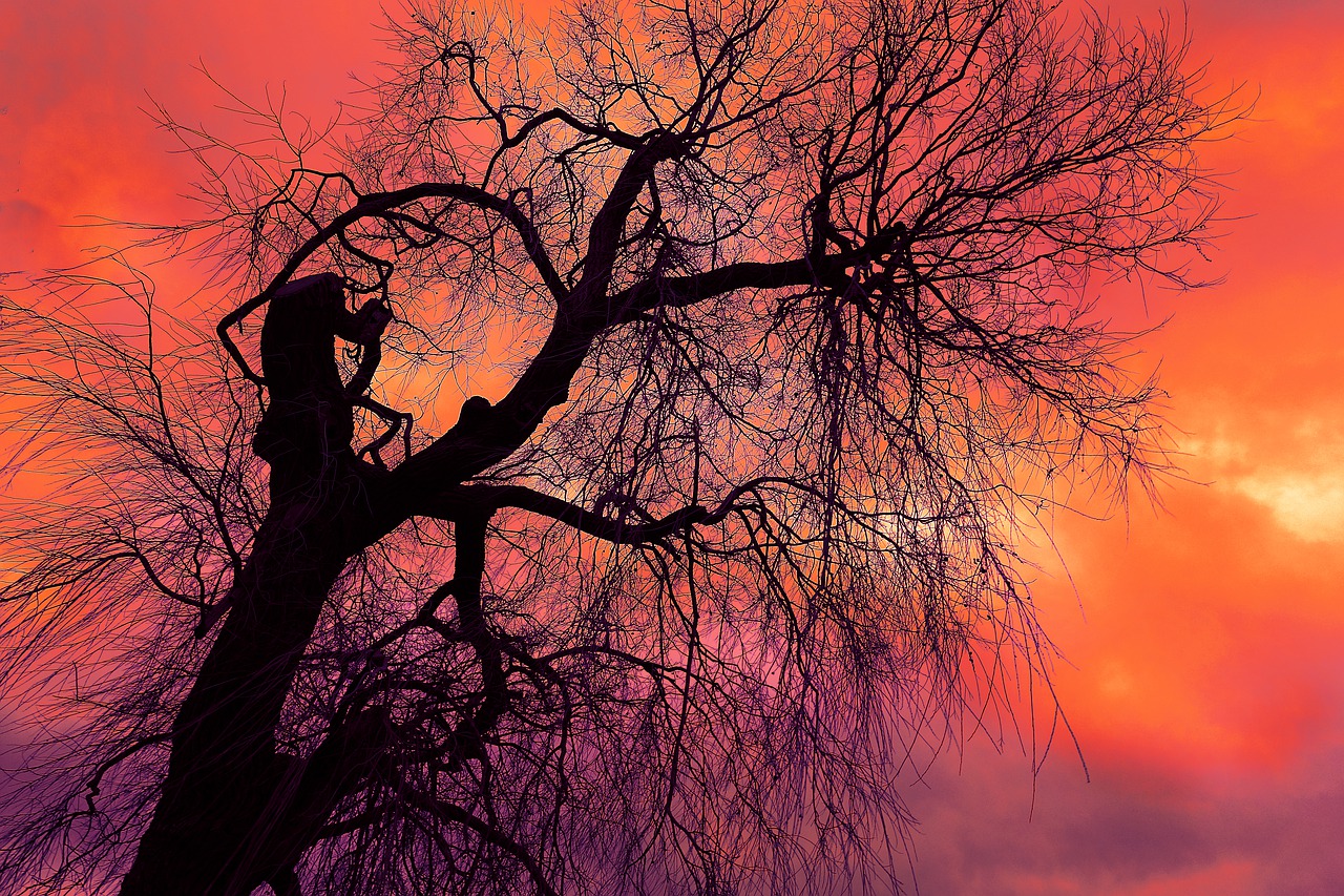 Dying tree in sunset